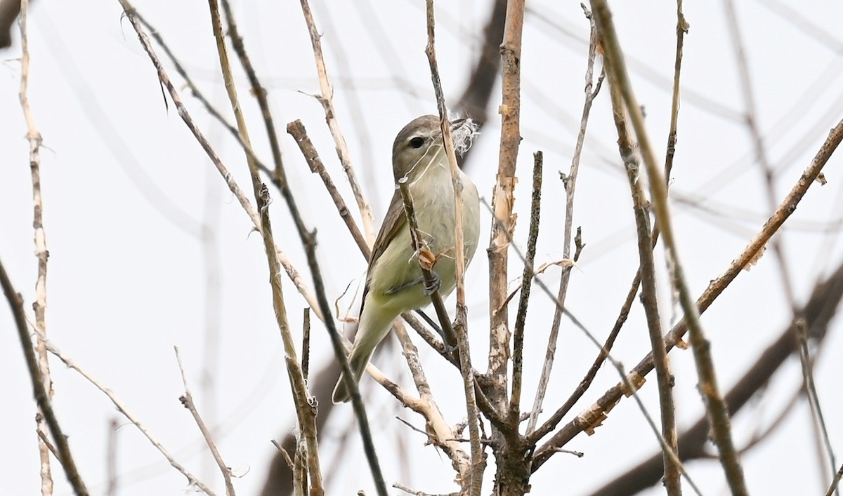 Warbling Vireo - Tim Saylor