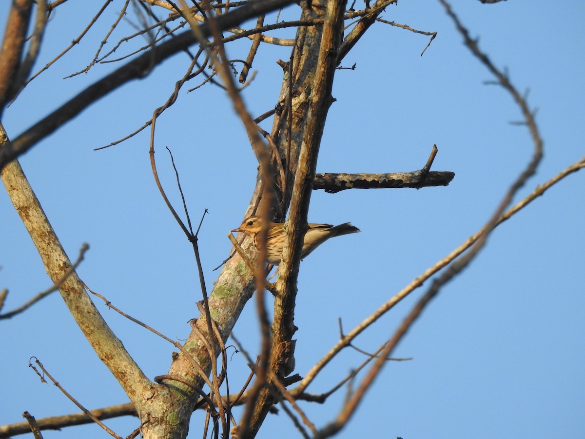 ub. piplerke (Anthus sp.) - ML619556301