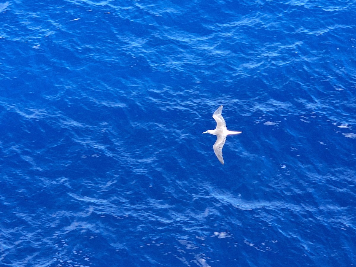 Red-footed Booby - Nathan Russell