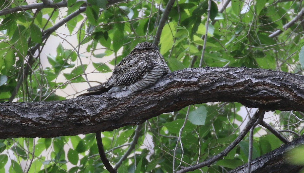 Common Nighthawk - Michael Woodruff