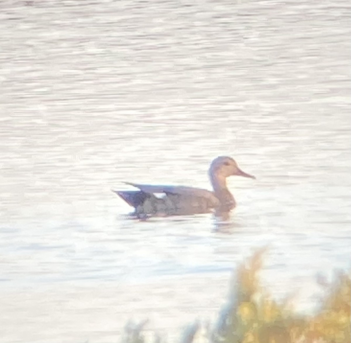 Gadwall - Dana Parsons