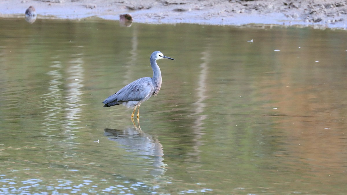 White-faced Heron - Craig Lumsden