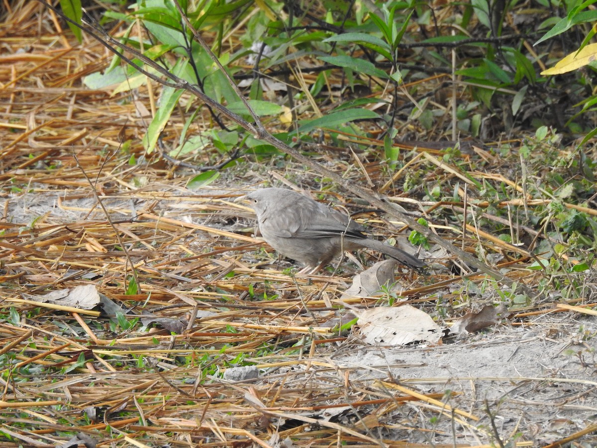 Jungle Babbler - Selvaganesh K