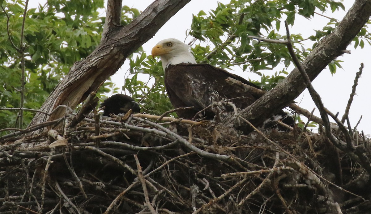 Bald Eagle - Michael Woodruff