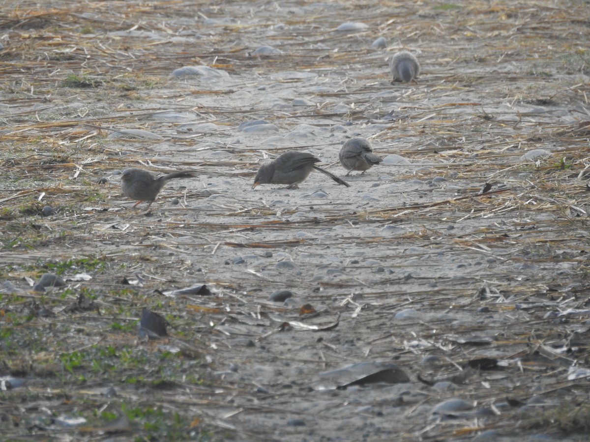 Jungle Babbler - Selvaganesh K