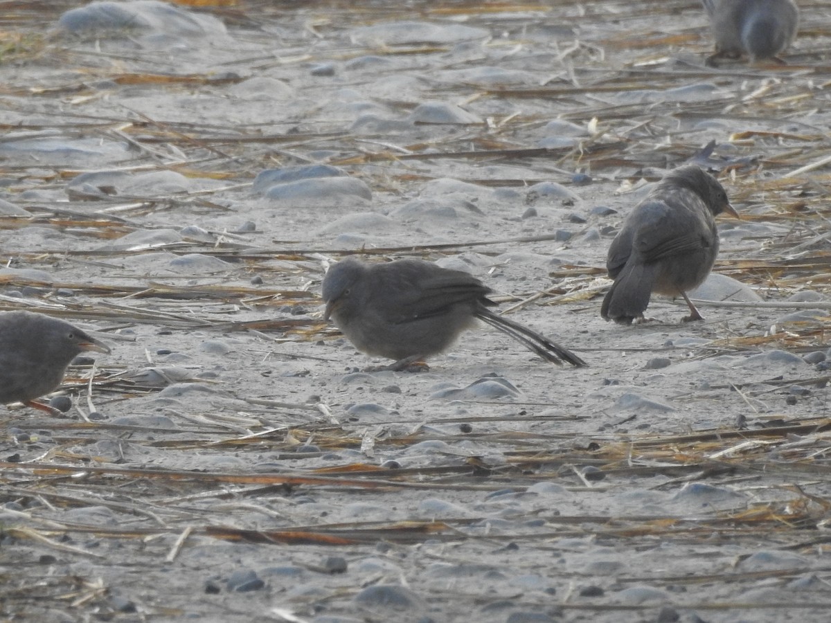 Jungle Babbler - Selvaganesh K