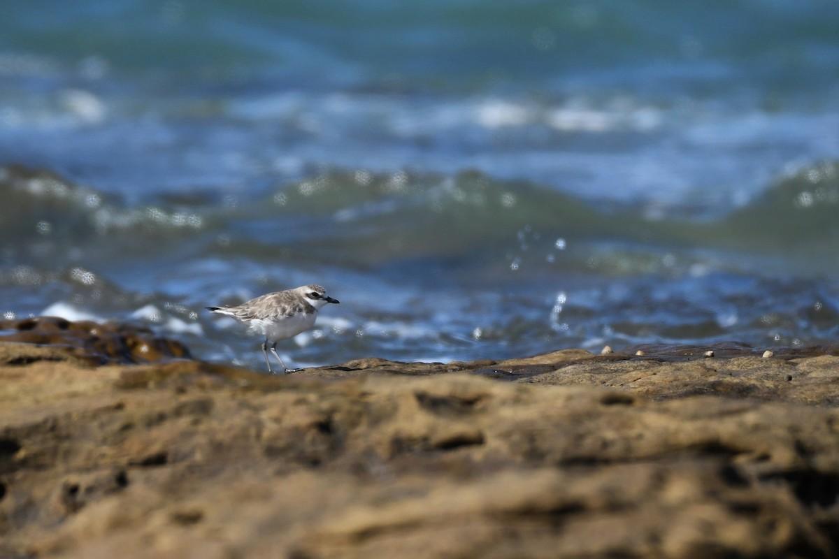 Siberian Sand-Plover - Trevor Ross