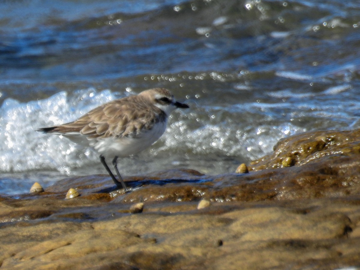 Siberian Sand-Plover - Trevor Ross