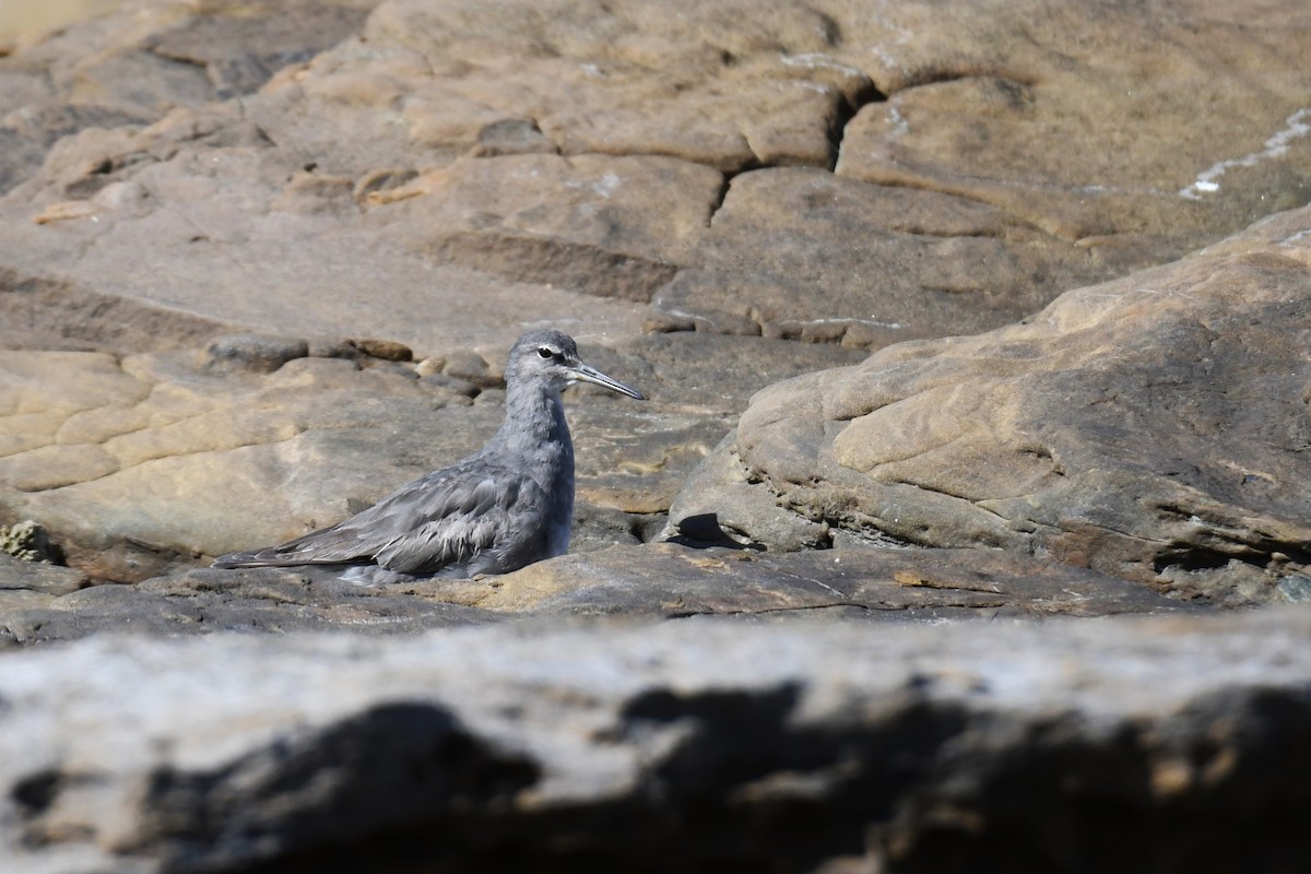 Gray-tailed Tattler - Trevor Ross