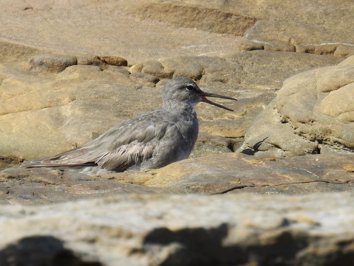 Gray-tailed Tattler - Trevor Ross