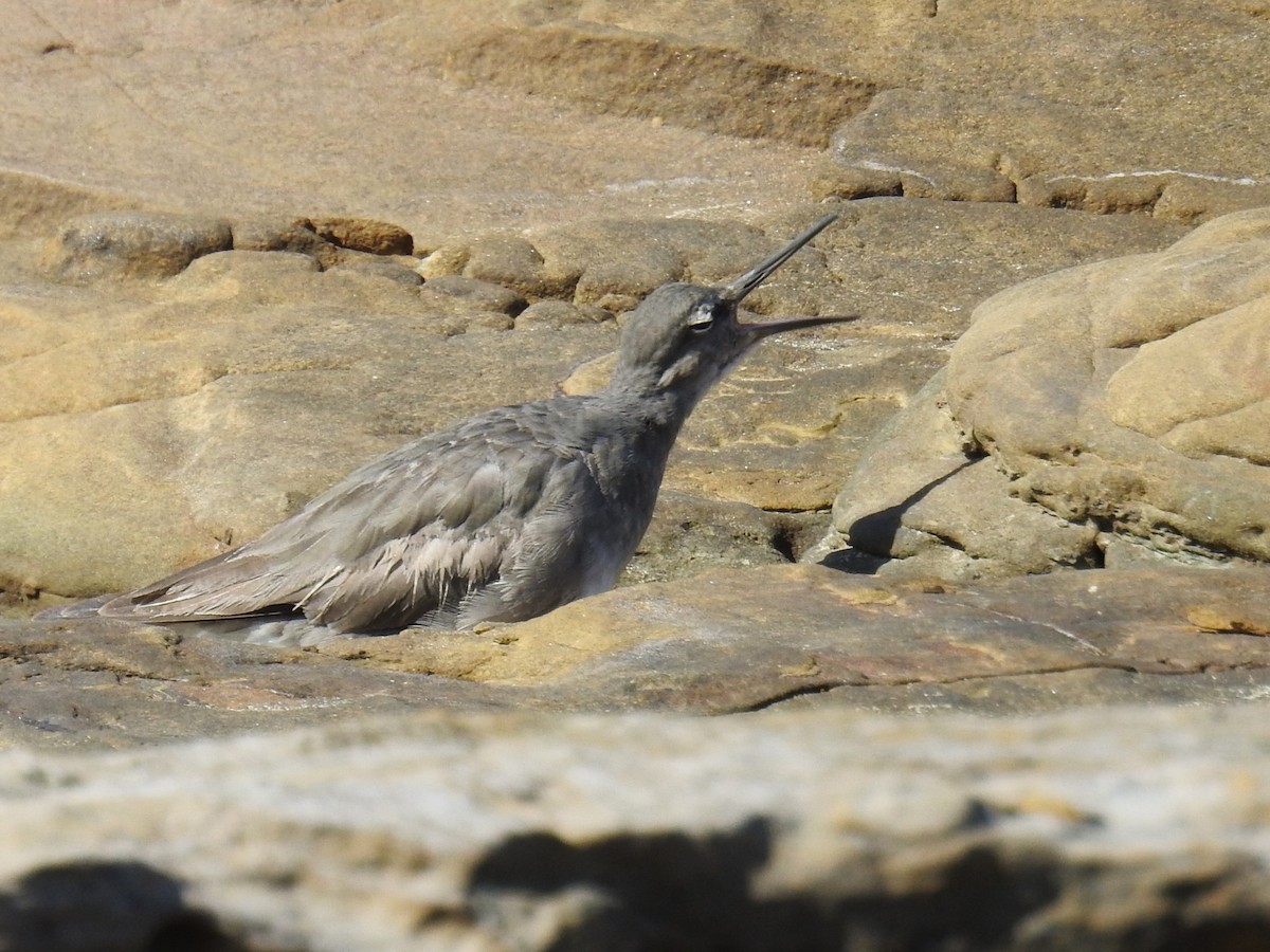 Gray-tailed Tattler - Trevor Ross