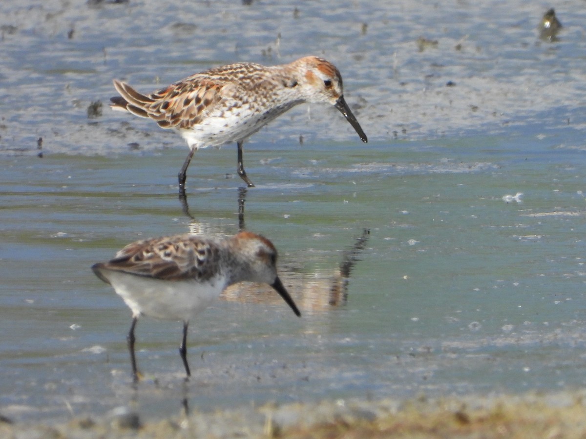 Western Sandpiper - ML619556330