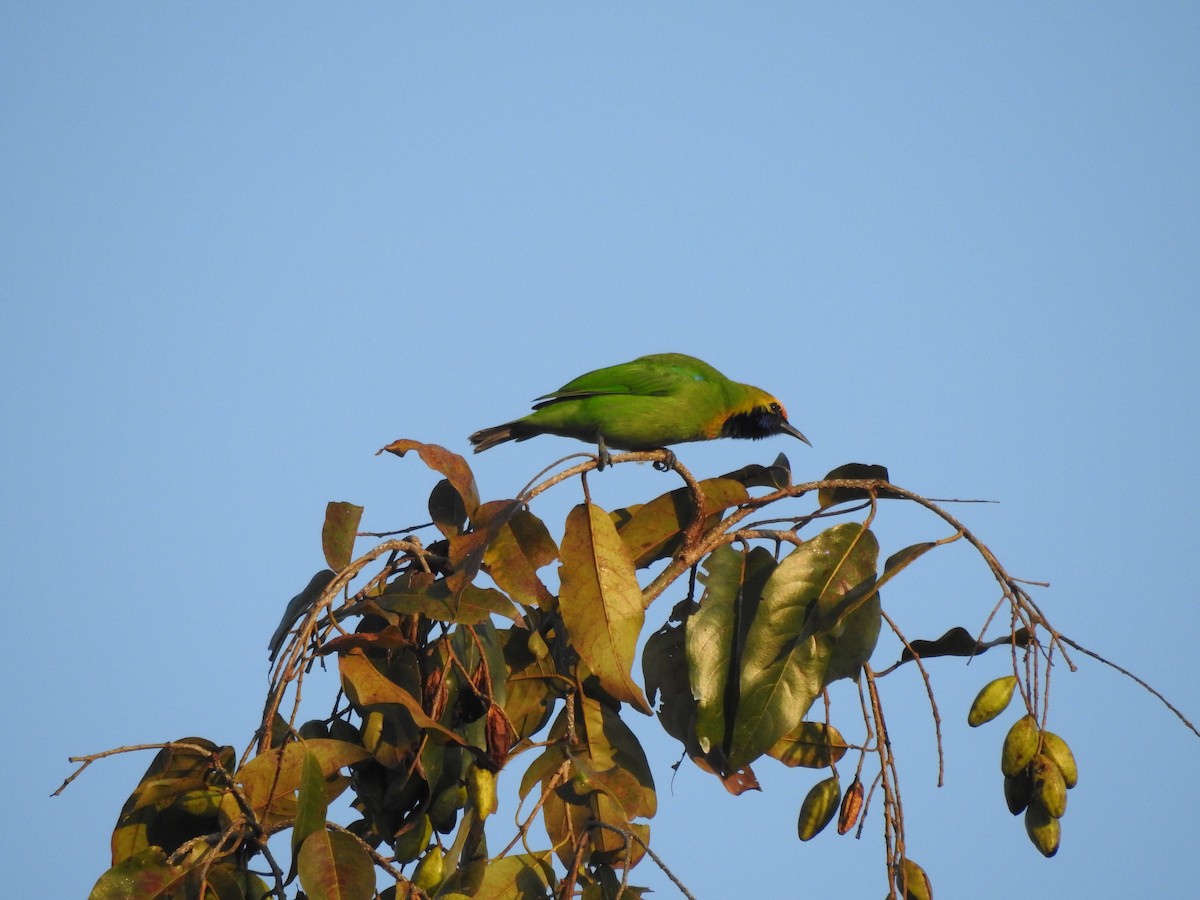 Golden-fronted Leafbird - Selvaganesh K