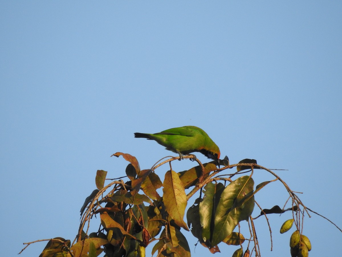 Golden-fronted Leafbird - Selvaganesh K