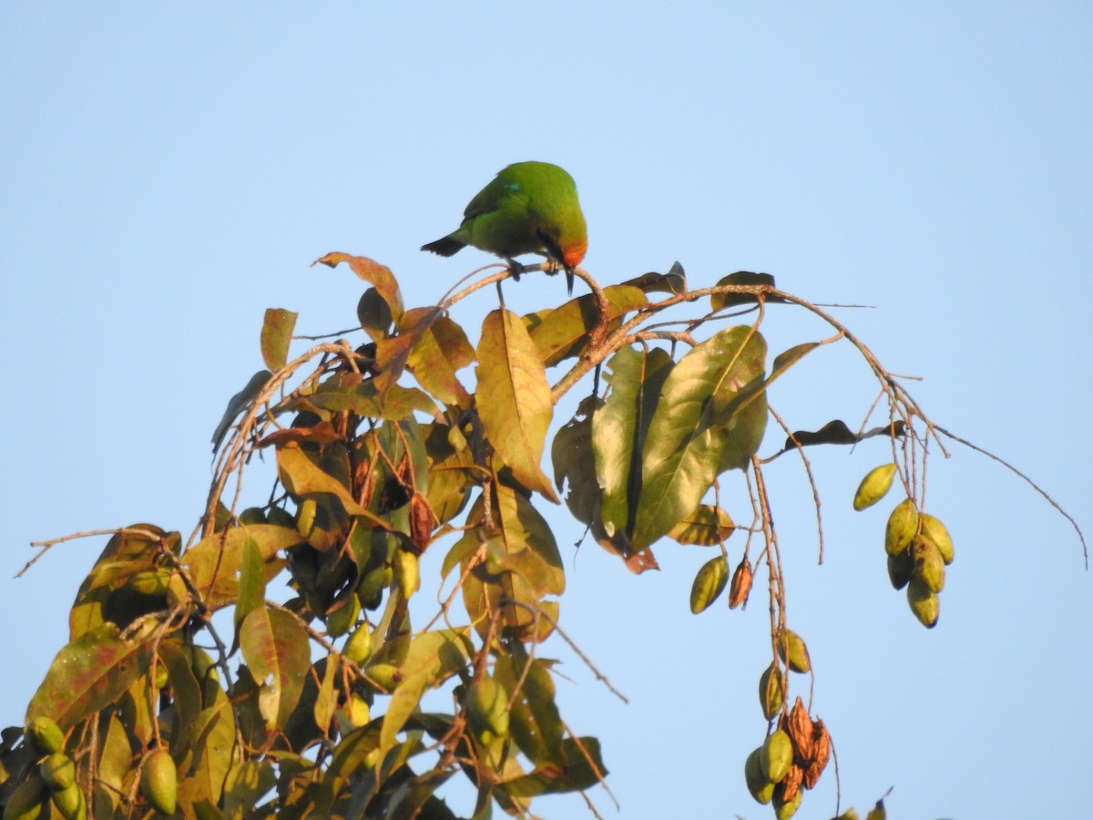 Golden-fronted Leafbird - Selvaganesh K