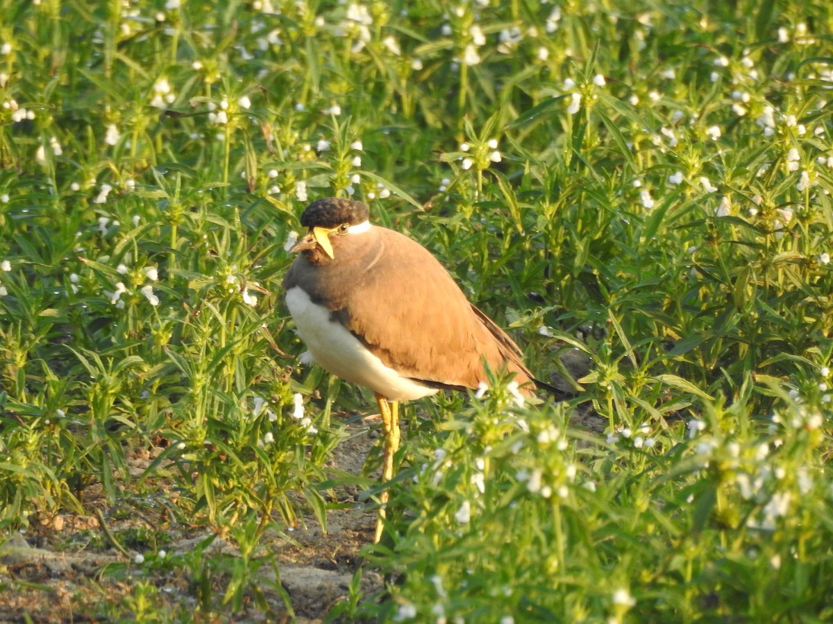 Yellow-wattled Lapwing - Selvaganesh K