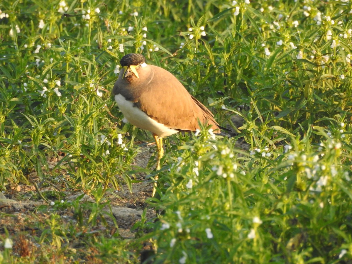 Yellow-wattled Lapwing - ML619556347