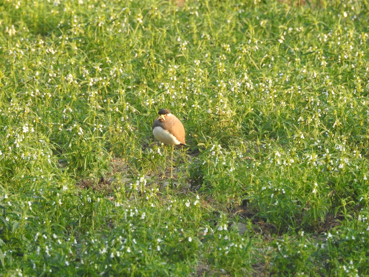 Yellow-wattled Lapwing - ML619556348