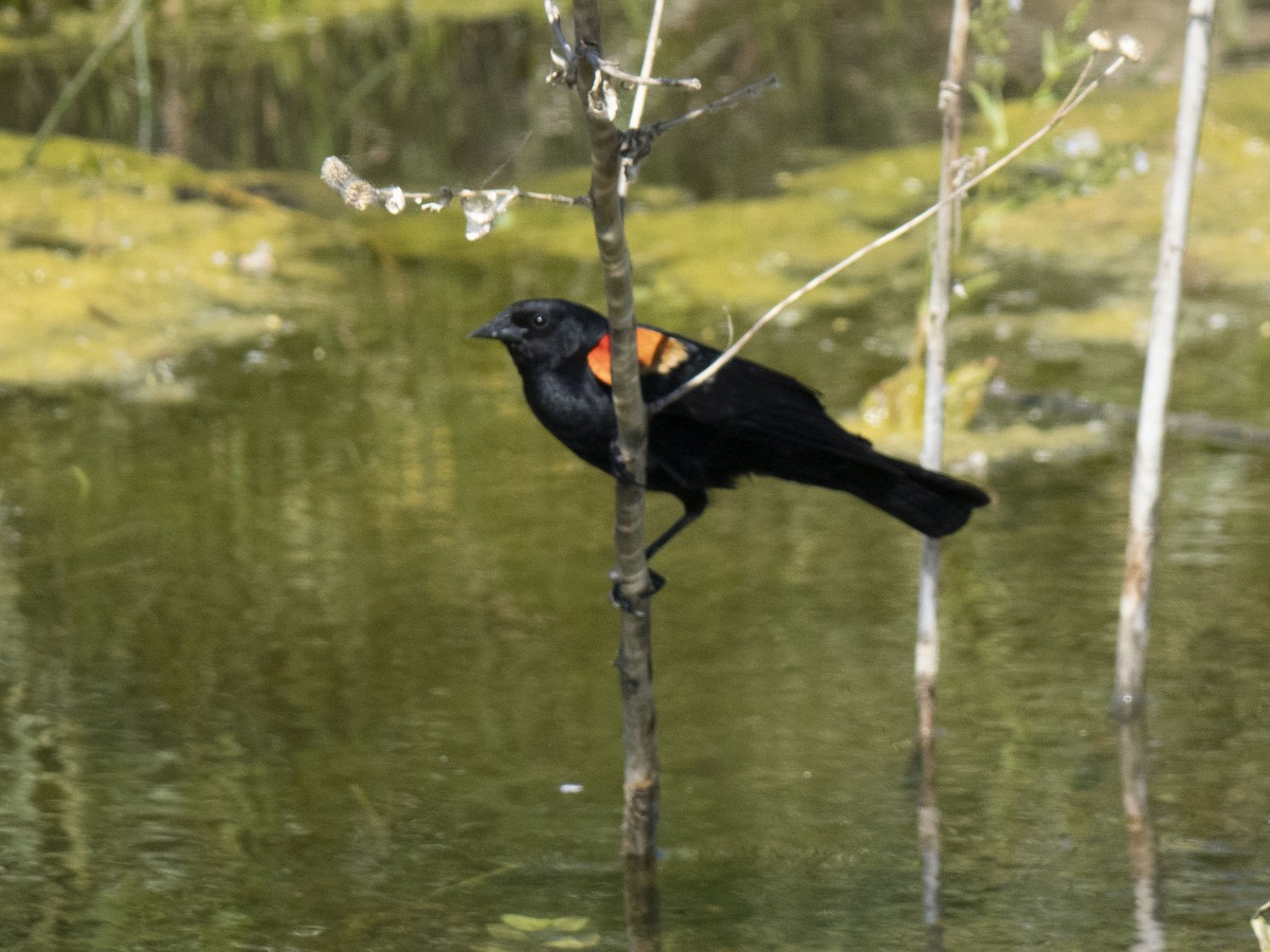 Red-winged Blackbird - Carol Collins