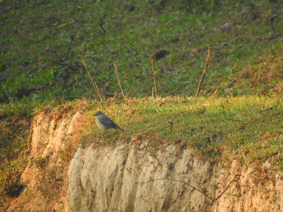 Pale-chinned Flycatcher - Selvaganesh K