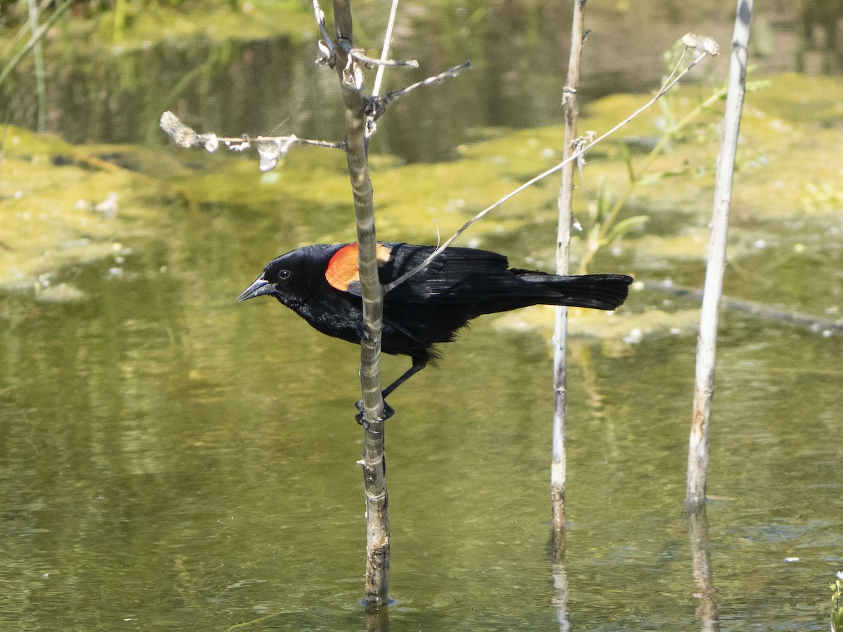 Red-winged Blackbird - Carol Collins