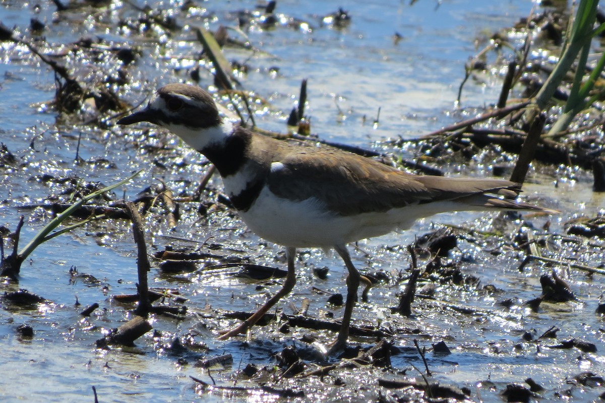 Killdeer - Kathy  Kirk