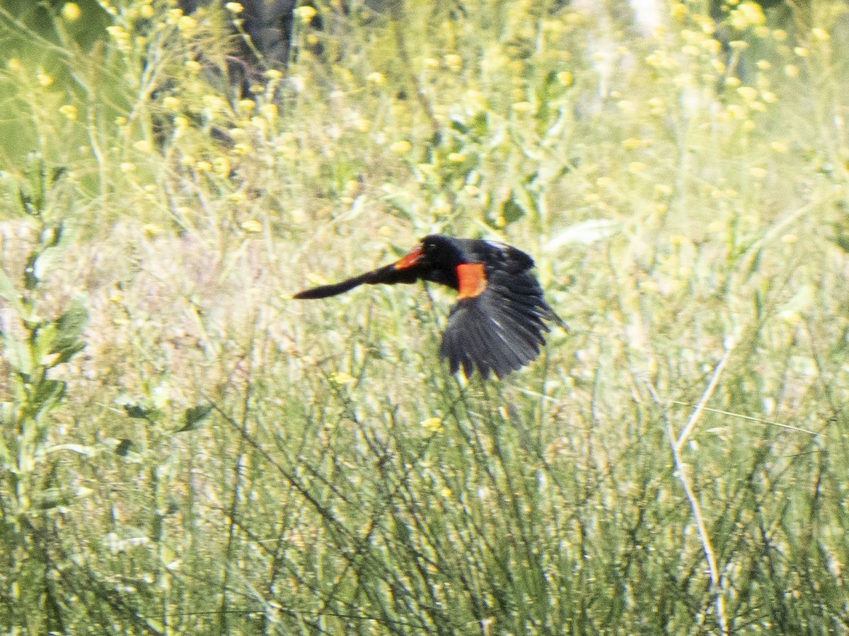 Red-winged Blackbird - Carol Collins