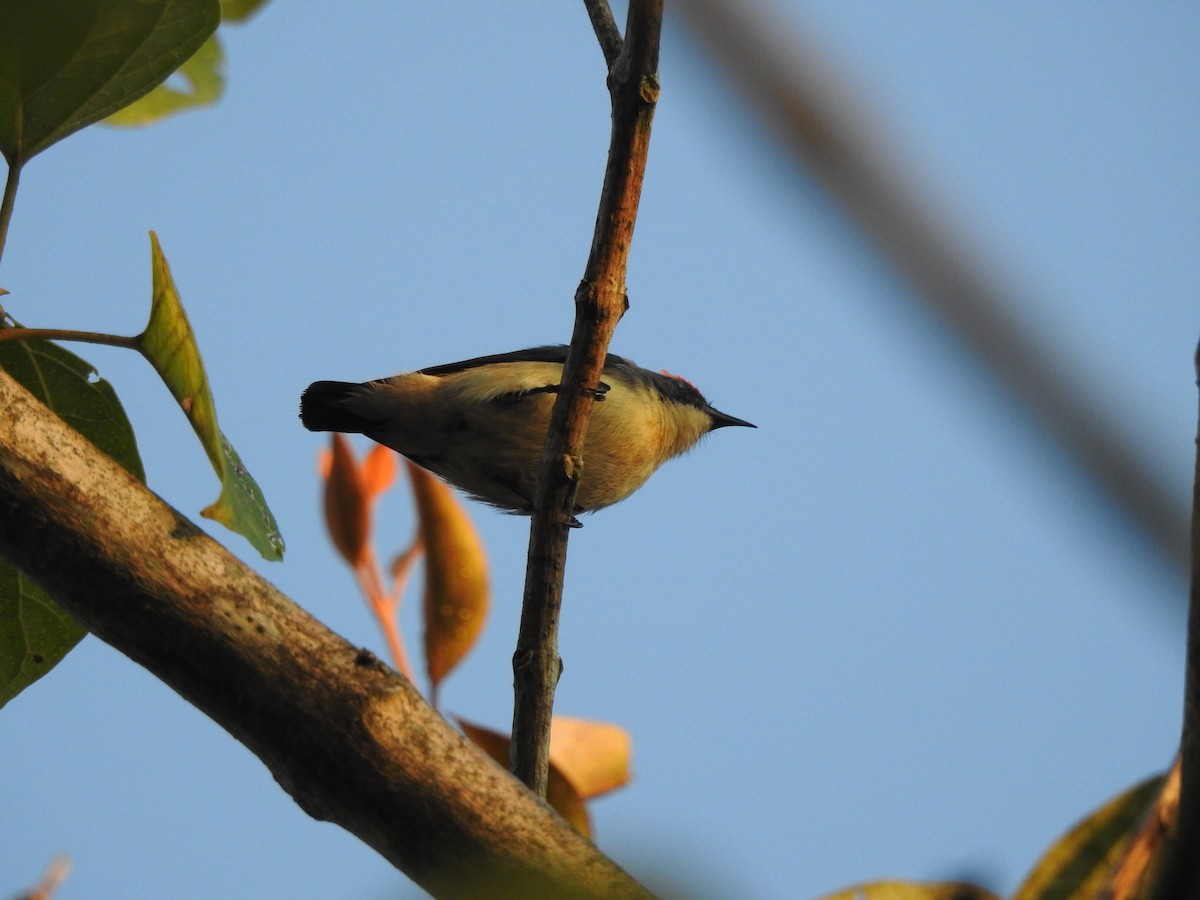 Scarlet-backed Flowerpecker - Selvaganesh K