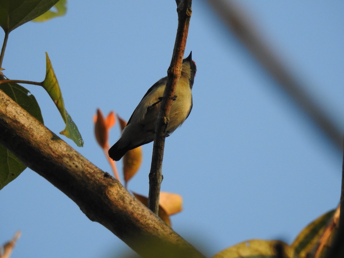 Scarlet-backed Flowerpecker - Selvaganesh K