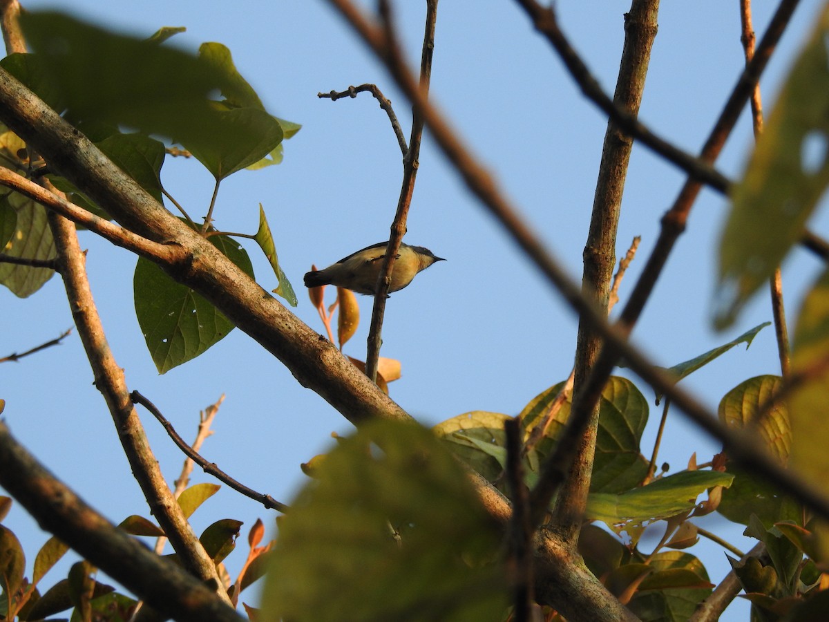 Scarlet-backed Flowerpecker - Selvaganesh K