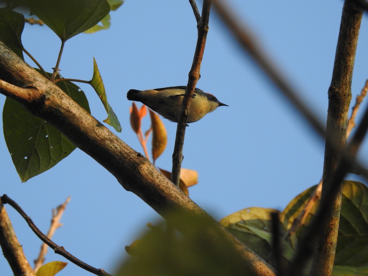 Scarlet-backed Flowerpecker - Selvaganesh K