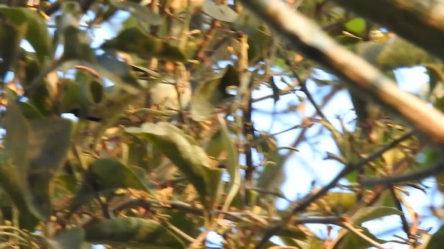 Scarlet-backed Flowerpecker - ML619556369