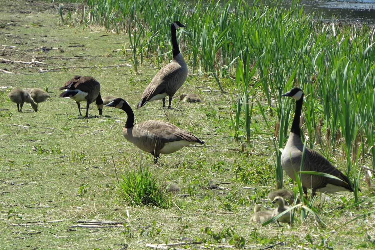 Canada Goose - Kathy  Kirk