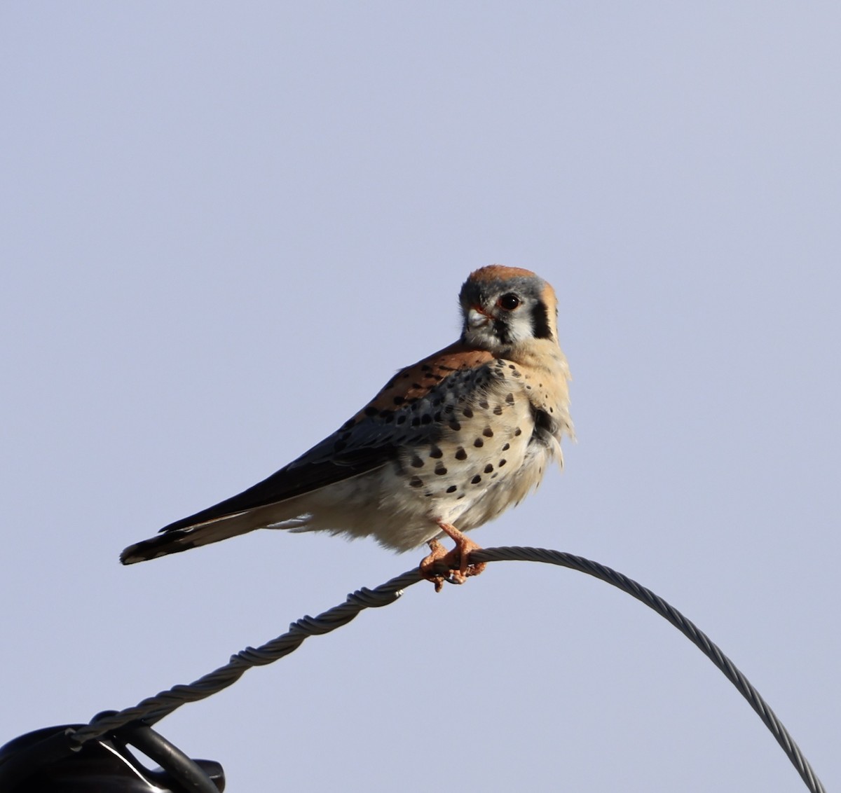 American Kestrel - Jacob Truetken