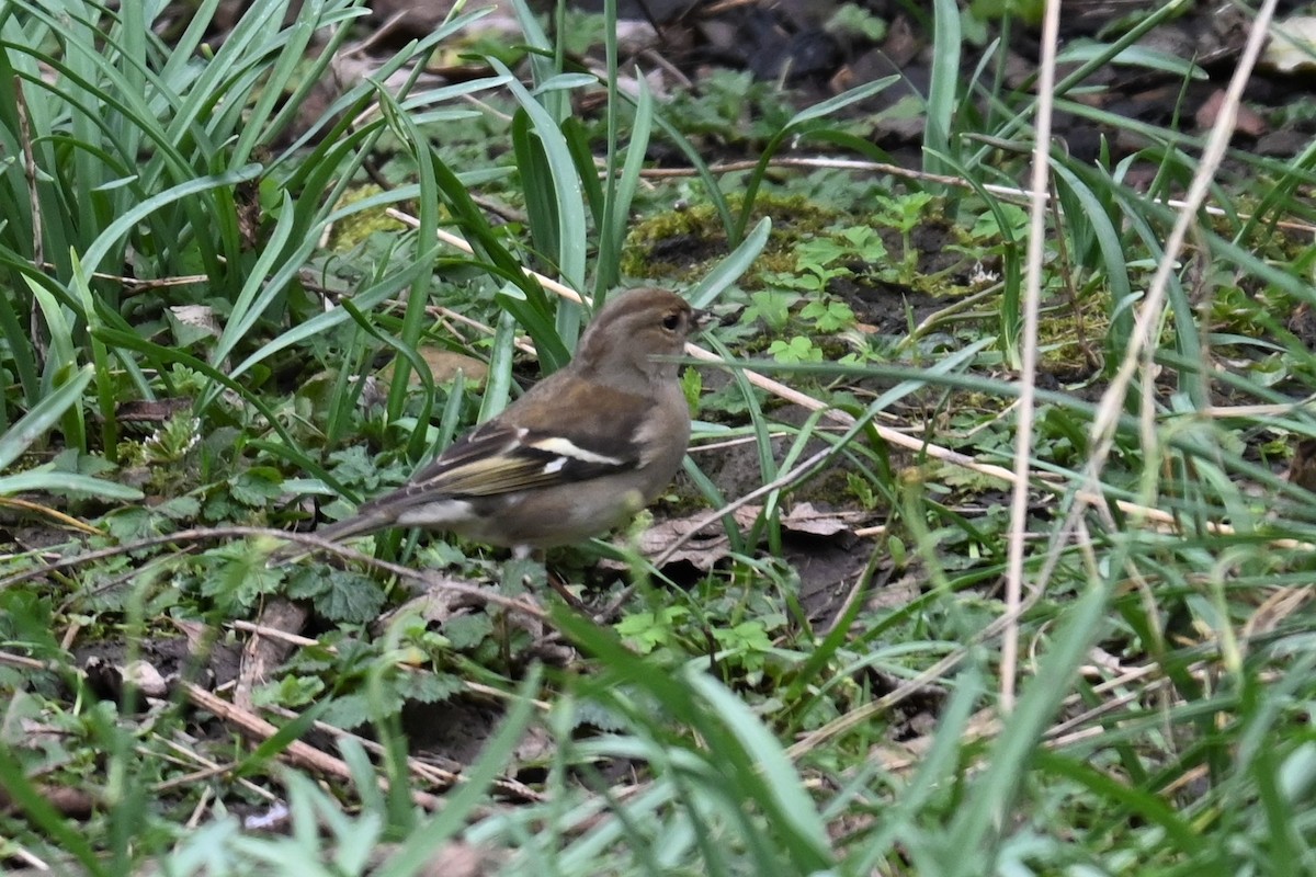 Common Chaffinch - Gillian  Richards