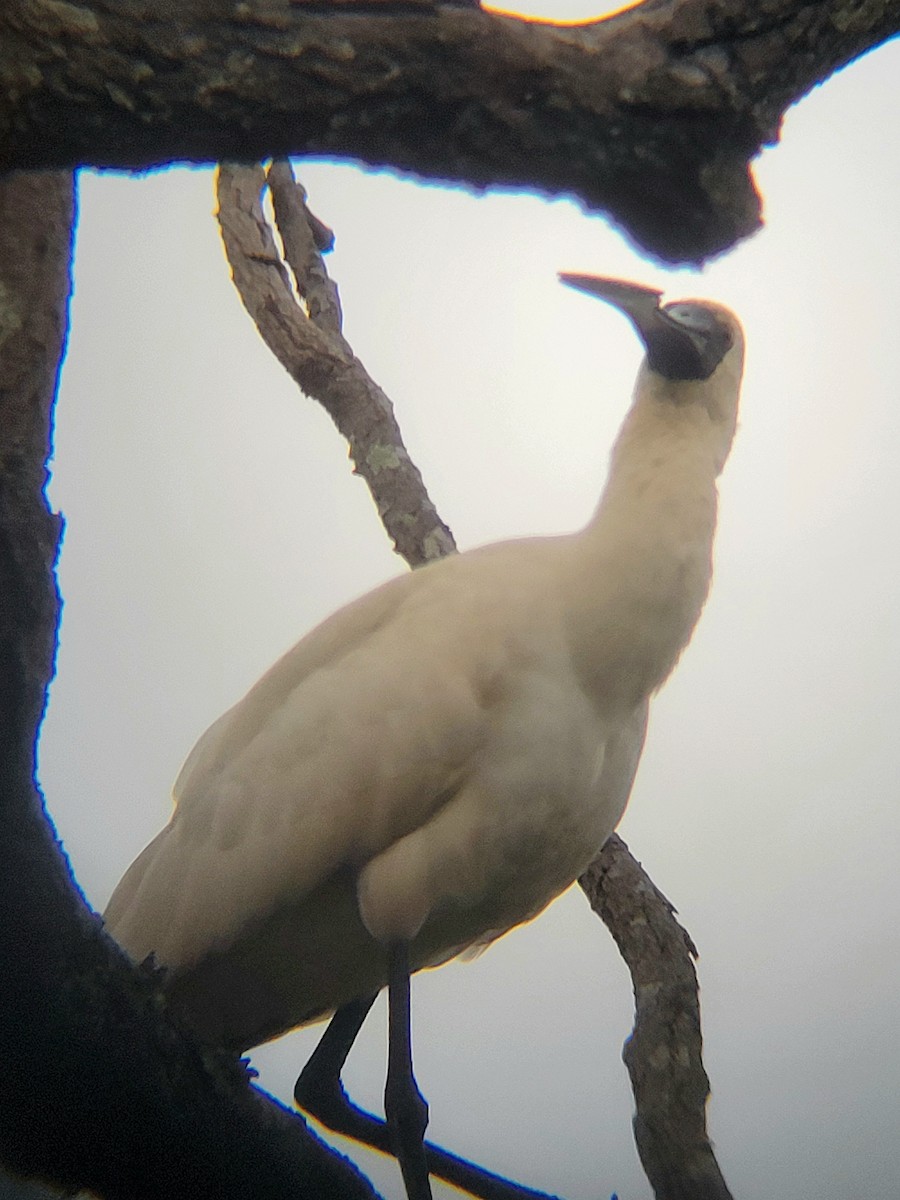 Royal Spoonbill - Elaine Tan