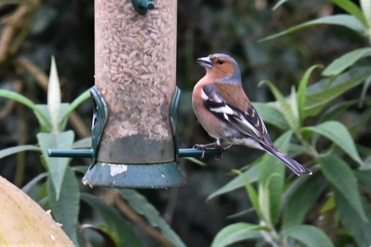 Common Chaffinch - Gillian  Richards