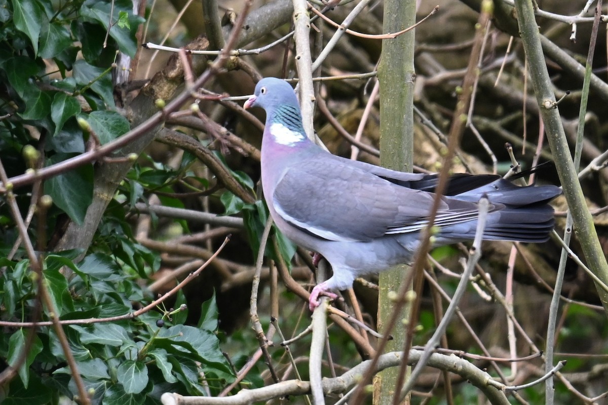 Common Wood-Pigeon - Gillian  Richards