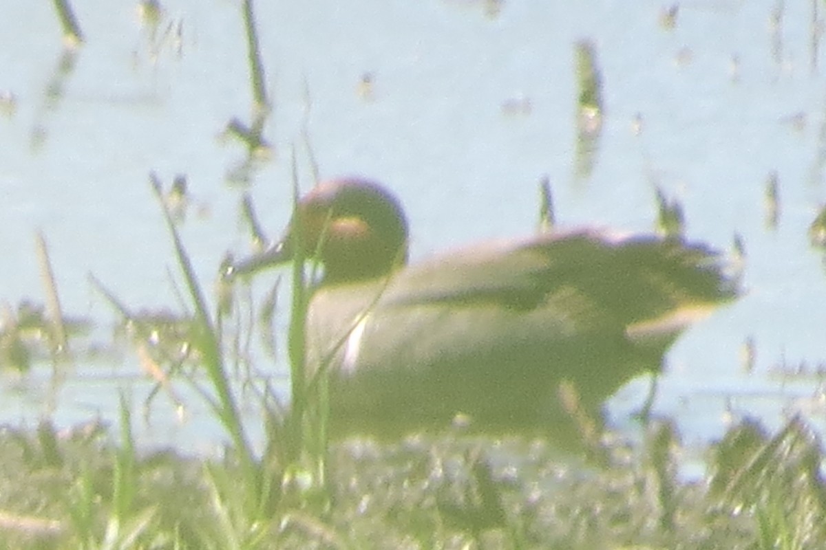 Green-winged Teal - Kathy  Kirk