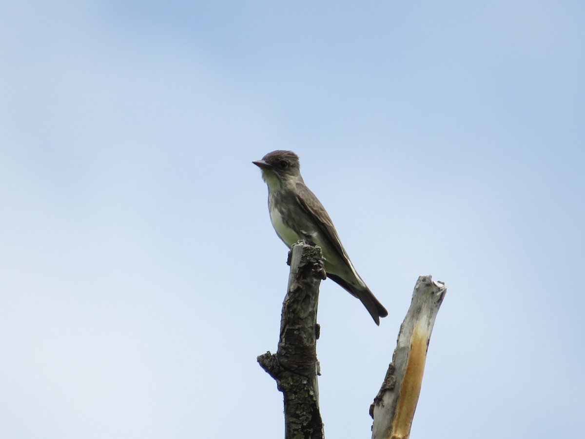 Olive-sided Flycatcher - David Poortinga