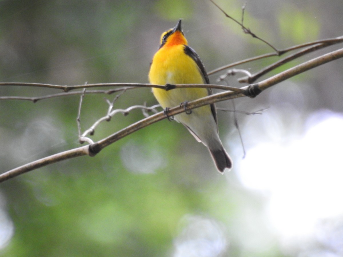 Narcissus Flycatcher - ML619556411