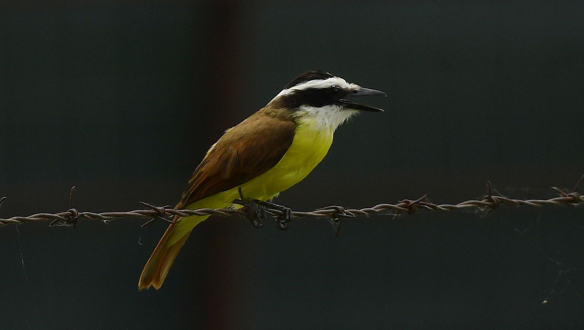 Great Kiskadee - Doug Orama