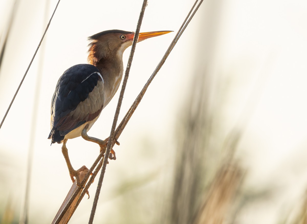 Least Bittern - ML619556415