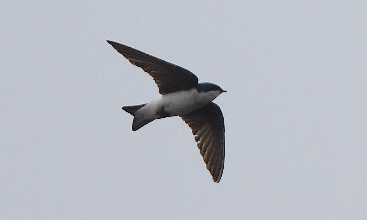 Tree Swallow - ML619556416