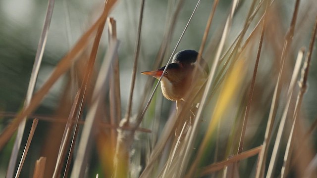 Least Bittern - ML619556432