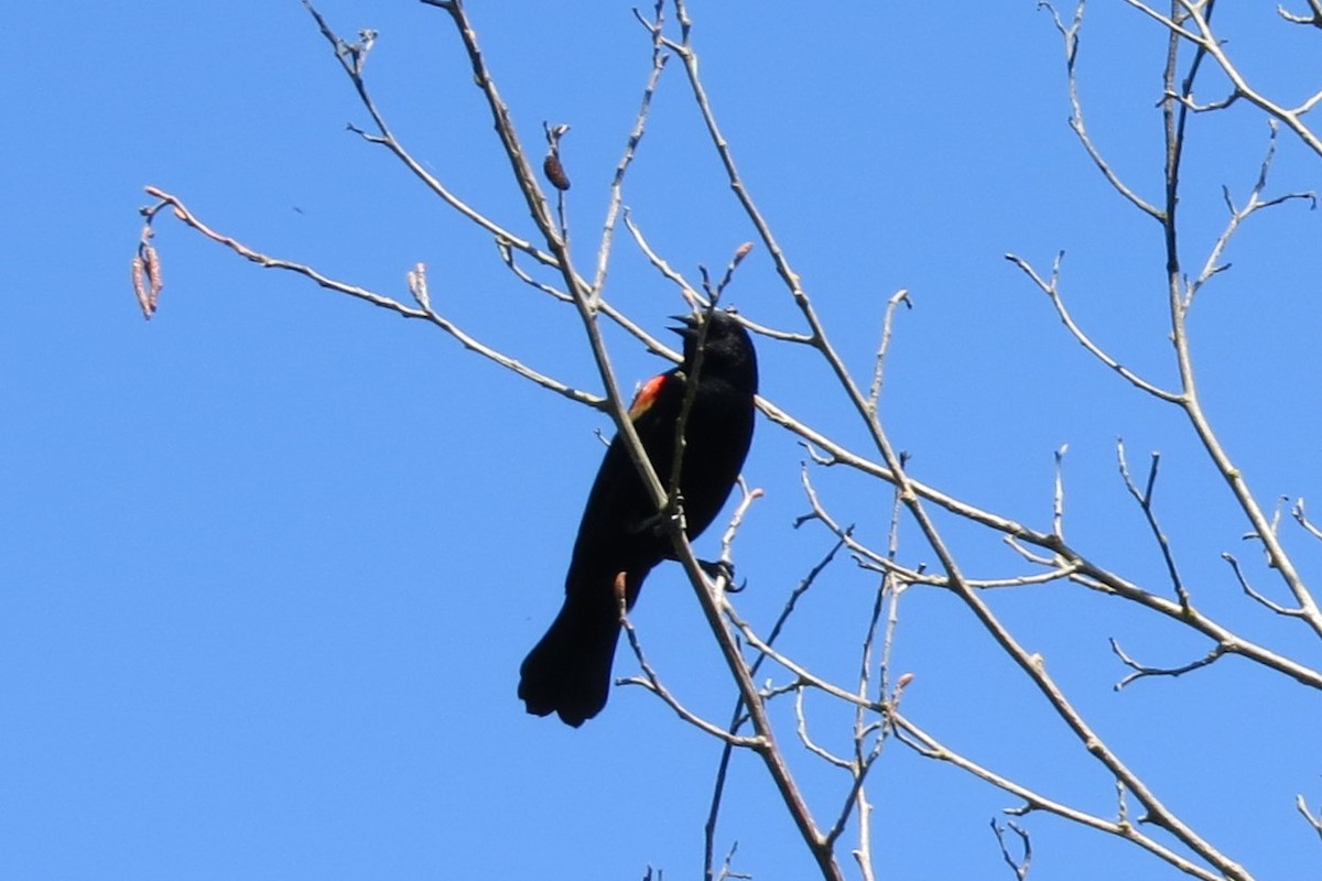 Red-winged Blackbird - Kathy  Kirk