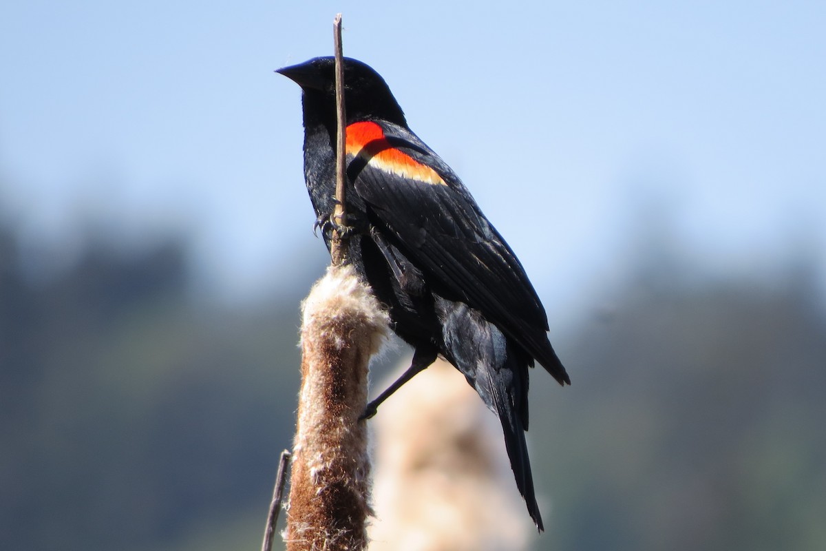 Red-winged Blackbird - Kathy  Kirk