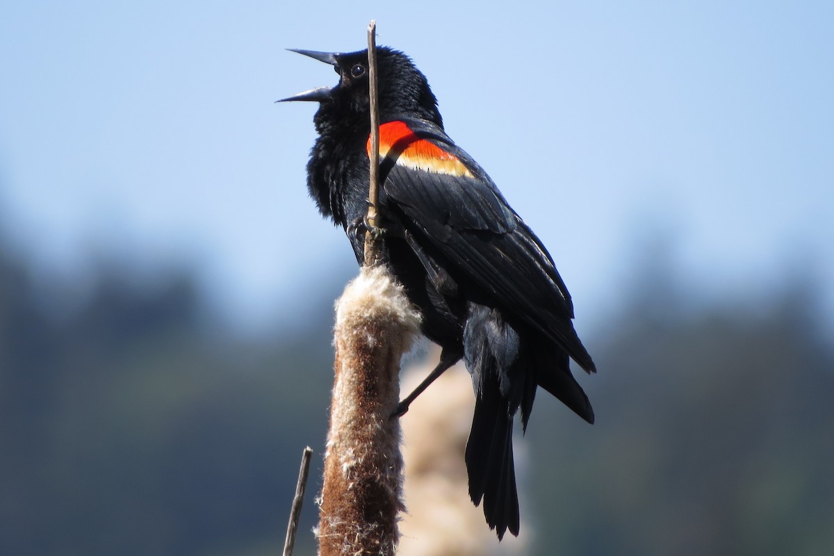 Red-winged Blackbird - Kathy  Kirk