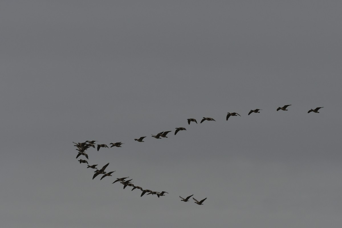 Cackling Goose (Aleutian) - Sam Brayshaw