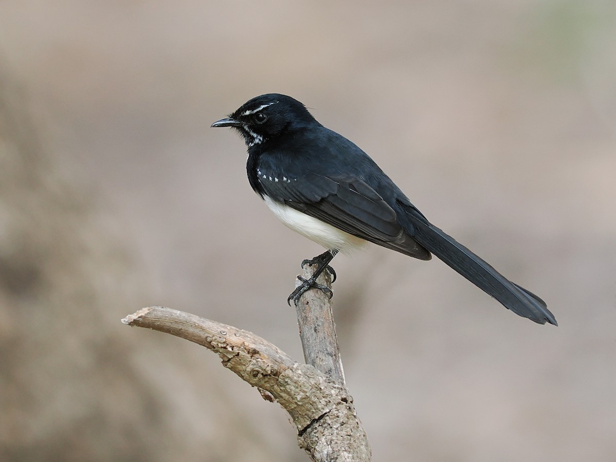 Willie-wagtail - Len and Chris Ezzy